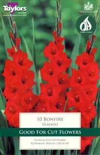 GLADIOLI BONFIRE 10-12