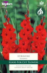 GLADIOLI BONFIRE 10-12