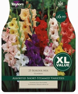 GLADIOLI BORDER MIXED 10-12 XL