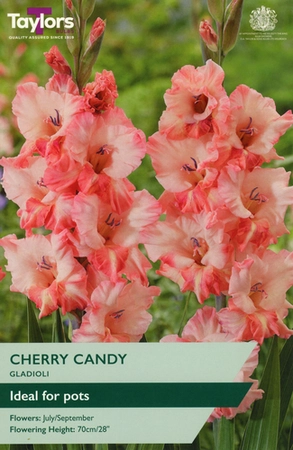 GLADIOLI CHERRY CANDY 10-12 P/P