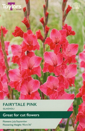 Gladioli Fairytale Pink 10-12 P/P