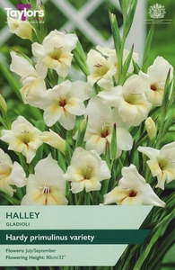 GLADIOLI HALLEY 8+ P/P
