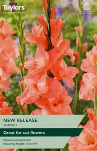 GLADIOLI NEW RELEASE 10-12 P/P