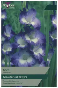 Gladioli Nori 10-12 P/P