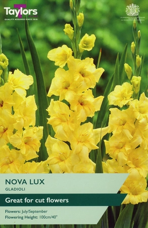 GLADIOLI NOVA LUX 10-12 P/P