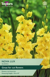 GLADIOLI NOVA LUX 10-12 P/P