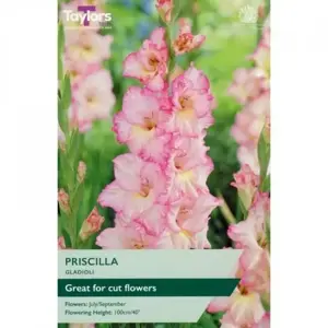 Gladioli Priscilla 10-12 P/P
