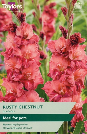 GLADIOLI RUSTY CHESTNUT 10-12 P/P
