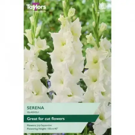 GLADIOLI SERENA 10-12 P/P
