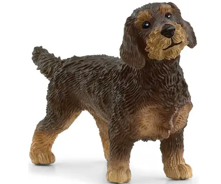 H13972 - fw DACHSHUND WIRE HAIRED 5