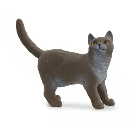 H13973 - s fw BRITISH SHORTHAIR CAT 5