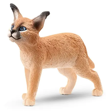 H14868 - s wl CARACAL BABY 5