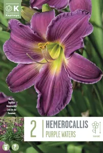 Hemerocallis Purple Waters