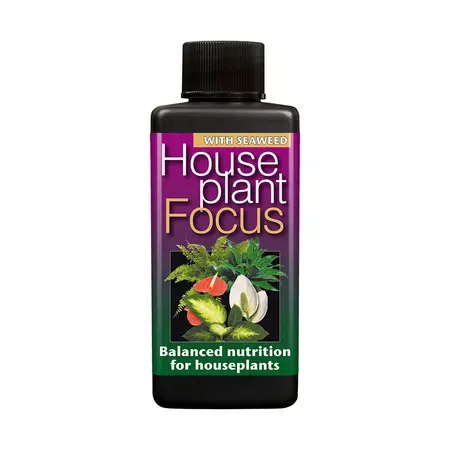 Houseplant Focus