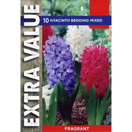 HYACINTH BEDDING MIXED 14-15 EV