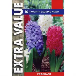 HYACINTH BEDDING MIXED 14-15 EV