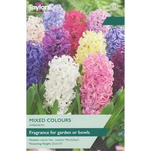 HYACINTH MIXED 14-15 GARDEN P/P