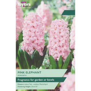 Hyacinth Pink Elephant 15-16 Garden P/P