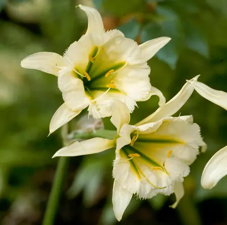 HYMENOCALLIS SULPHUR QUEEN 12-14 P/P