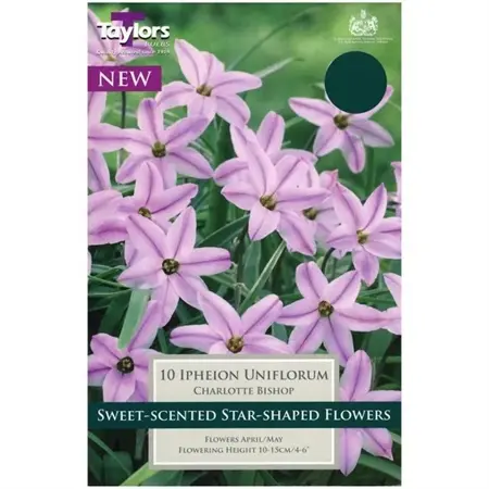Ipheion Uniflorum Charlotte Bishop 4+ P/P