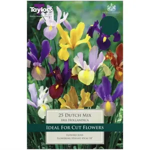 Iris Dutch Mixed 6-7 P/P