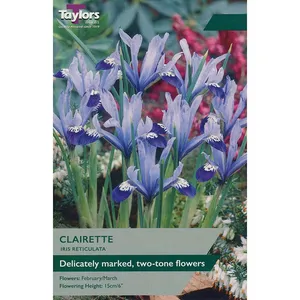 IRIS RETICULATA CLAIRETTE 5+ P/P