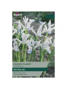 IRIS RETICULATA FROZEN PLANET 5-6 P/P