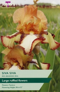 Iris Siva Siva I P/P