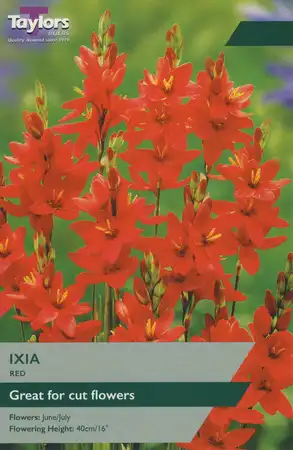 Ixia Red 5+ P/P