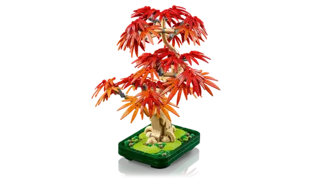 Japanese Red Maple Bonsai Tree (Christmas Catalogue Line - All Versions) - image 4