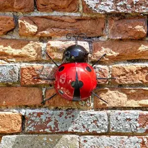 Ladybird - Large