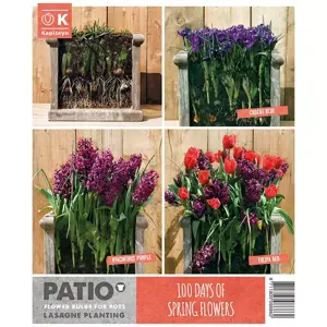 Patio Lasagne Red-Purple X40 - image 3