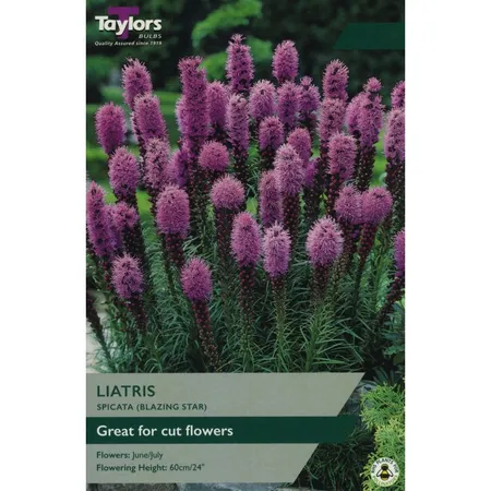 Liatris Spicata 10-12 P/P