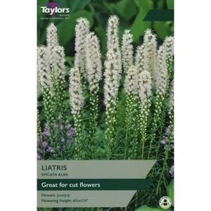 Liatris Spicata Alba 10-12 P/P