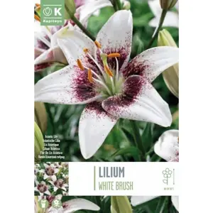 Lilium Bicolor White Brush