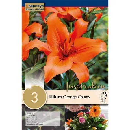 Lilium Orange County