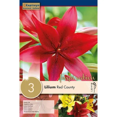 Lilium Red Country