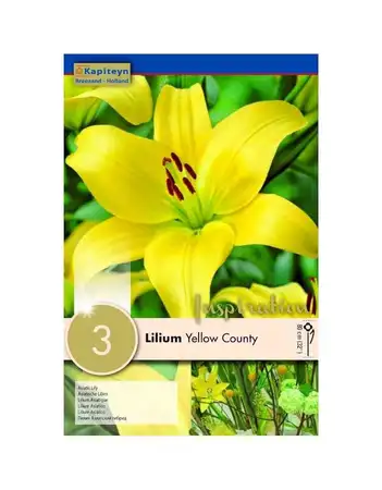 Lilium Yellow County