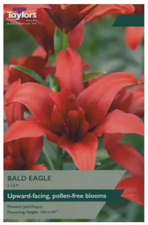 LILY BALD EAGLE 14-16 P/P