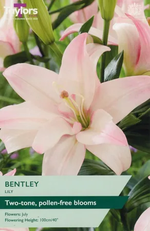 LILY BENTLEY 14-16 P/P