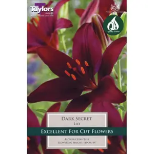 Lily Dark Secret 14-16 P/P