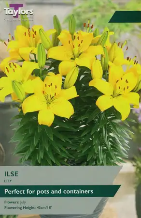 LILY LILA CLOUD 14-16