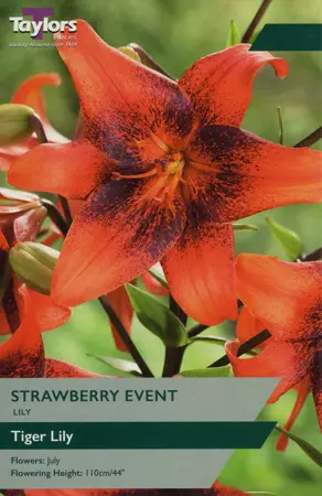 Lily Strawberry Event 14-16 P/P