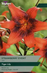 Lily Strawberry Event 14-16 P/P