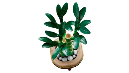 Lucky Bamboo - image 3