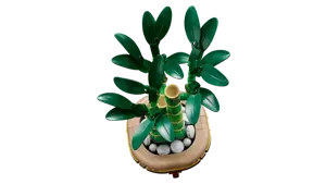 Lucky Bamboo - image 3