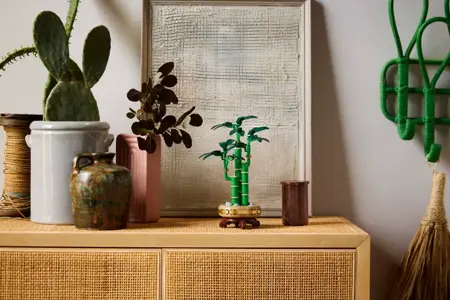 Lucky Bamboo - image 4