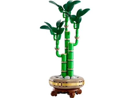 Lucky Bamboo - image 2