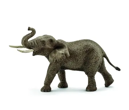 may AFRICAN ELEPHANT MALE