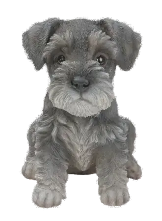 Min Schnauzer Puy